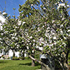 Sonne satt und blühende Natur im Mai 2016!